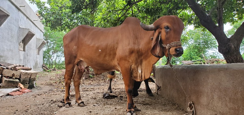 ગીર ગાય