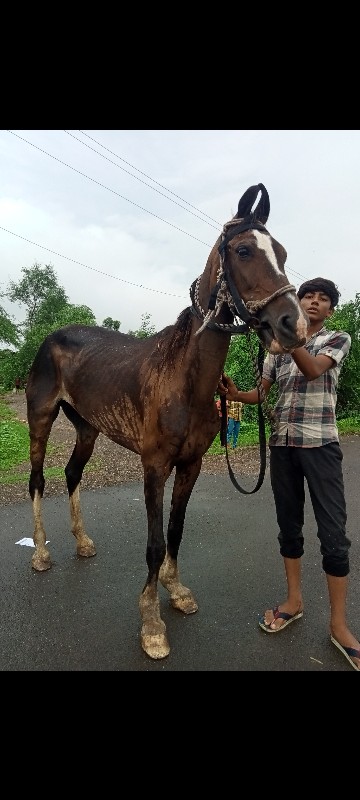 ગોળી વેચવાની છે...