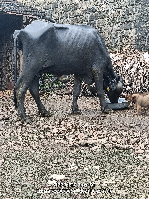 જાફરી ખડાય વેચવ...