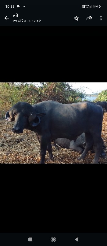 pado vechavanoi...