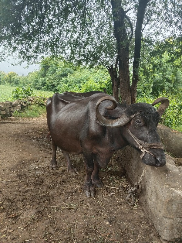 પાંચમું વેતર