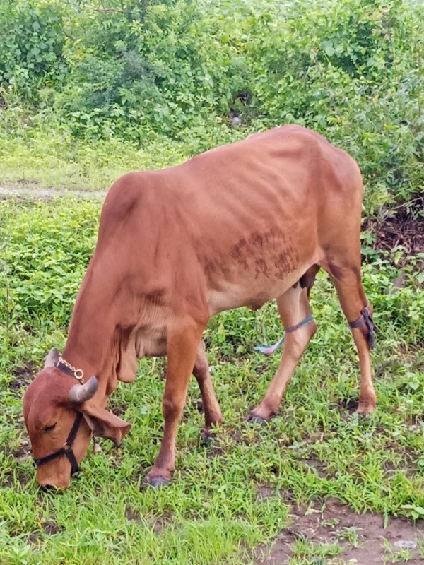 ભરત ભાઈ  ભેઙા