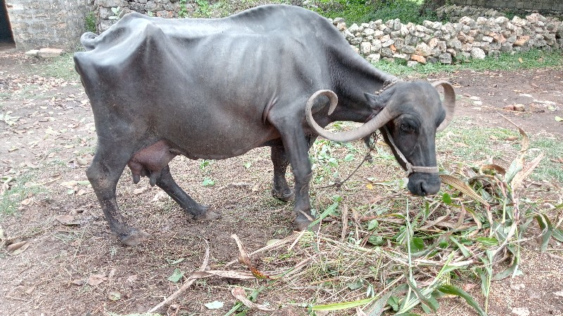 ભેંસ વેચવાની છે