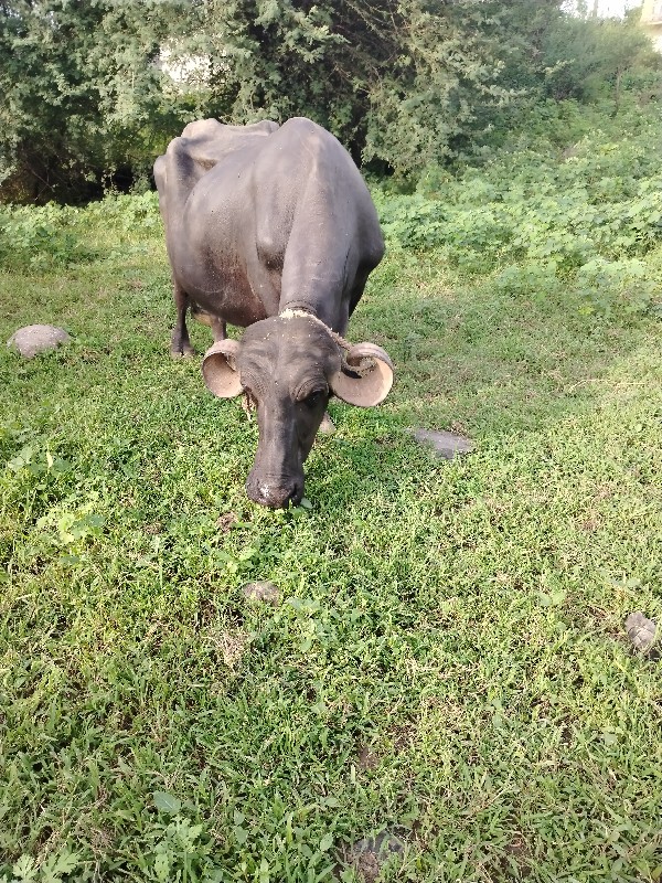 ભેંસ વેચવાની છે