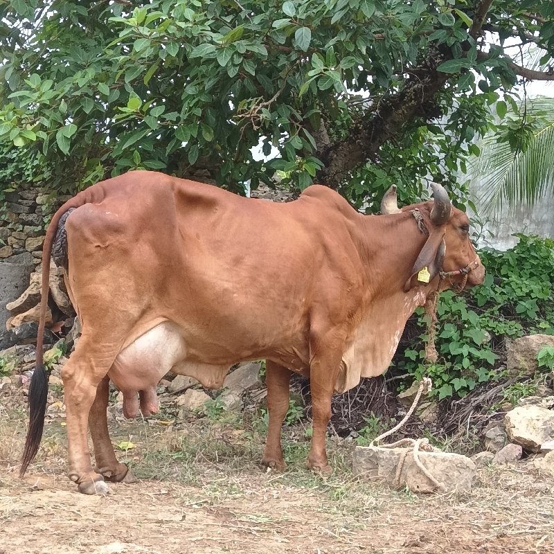 ગાય‌ વેચવા ની છ...