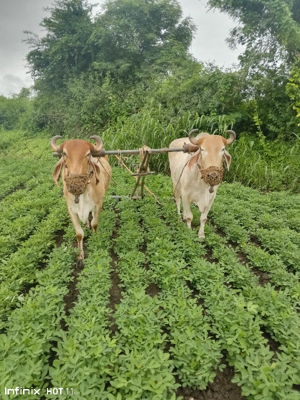 બળદ વેસવાનાછે સ...