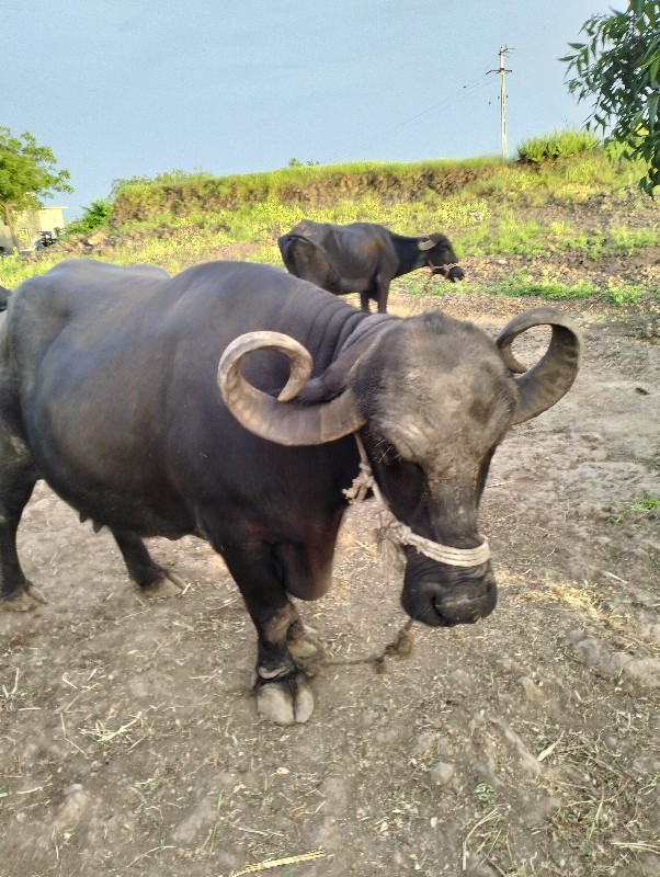 ૩ વેતર વાયે ૧૧...