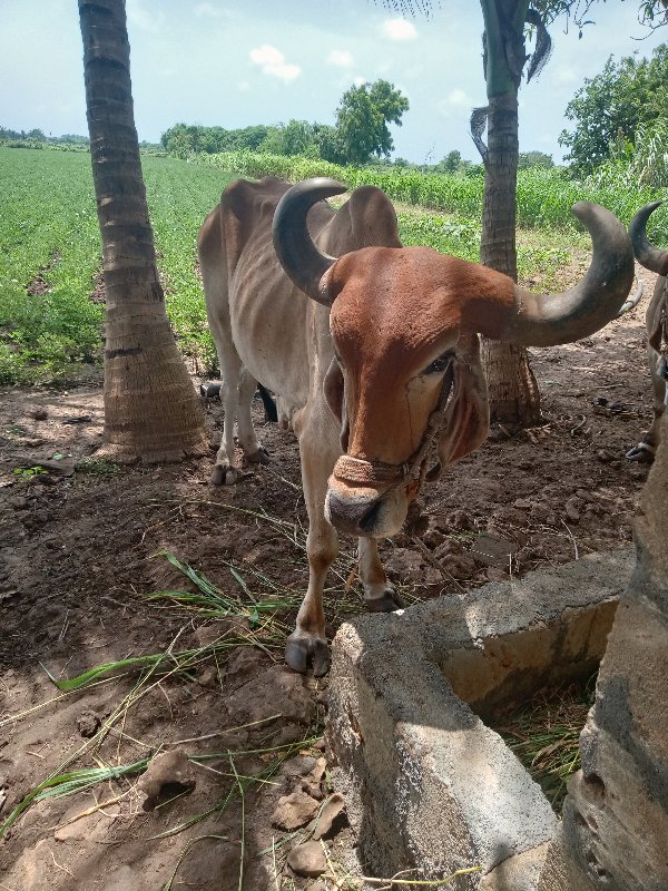 બળદ ની જોડ