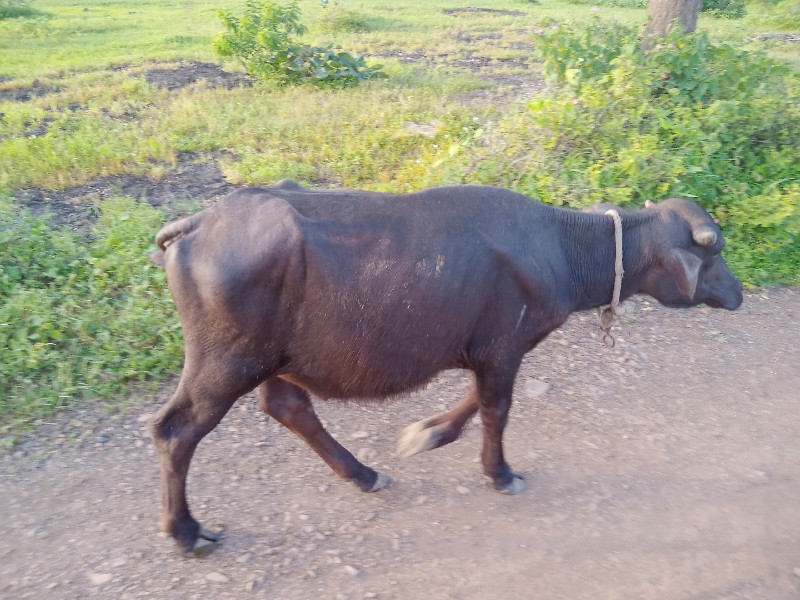 આ પાડો વેચવાનો...