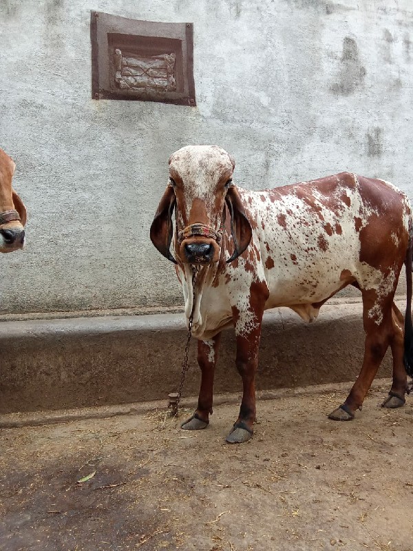 ગીર ગાય વોડકી વ...