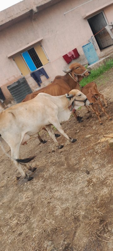 ગાય વેચવાનીછે