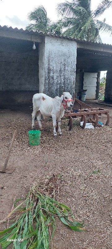 કાકંરેજ વાછરડો...