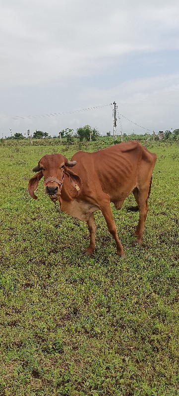 3 હોડકા