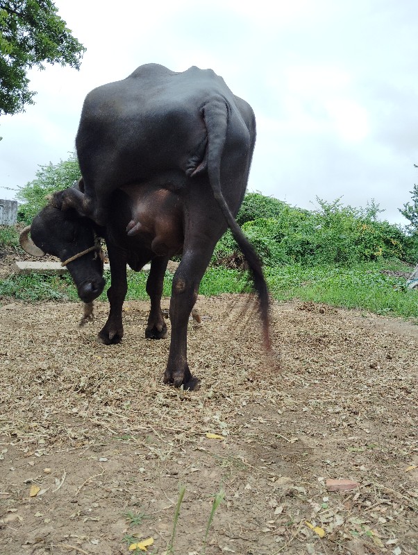 ભેશં