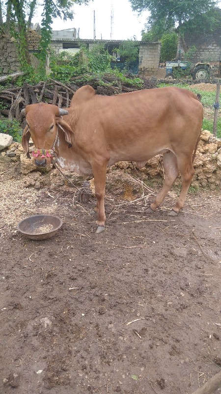 વાછડી વહેંચવાની...