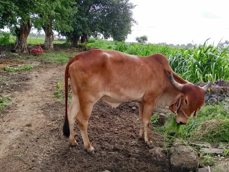 ગાય અને હોડકી