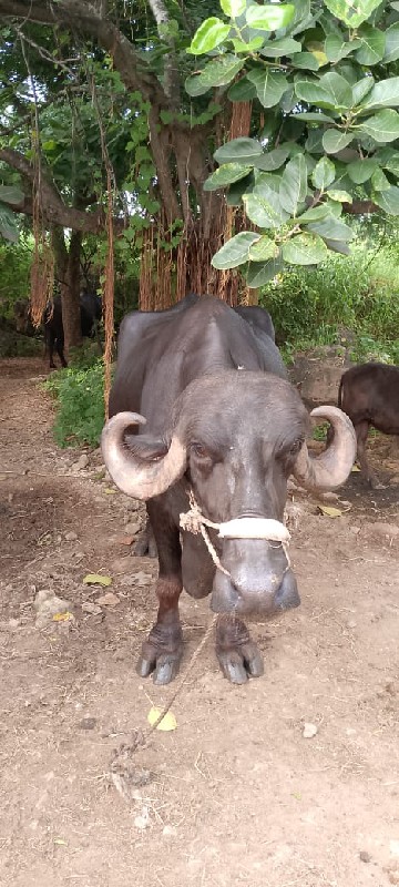 આ ભેંશ વેચવાની...