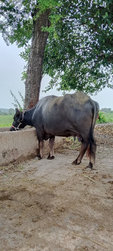 20 દીવસ ની વાર