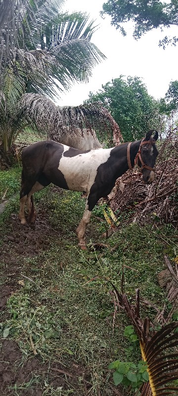 ઘોડી વેચવાની છે