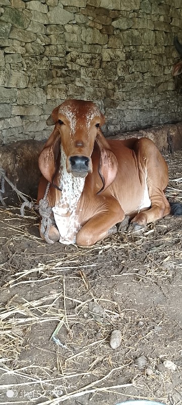 ઓરિજીનલ ગીર હૉડ...