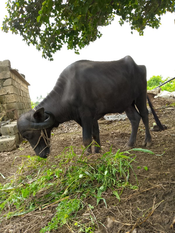 Ram bhai gorani...