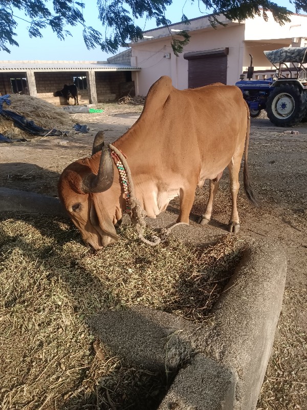 ગીર ગાય બીજો મહ...