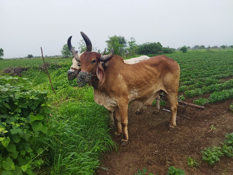 બળદ વેચવાના છે