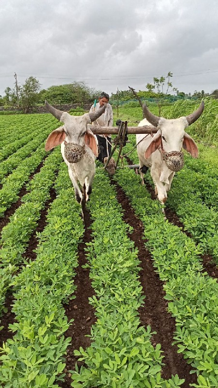 બળદ વેચવાનાં છે