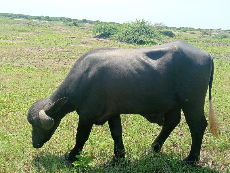 જાફરાબાદી પાડો...