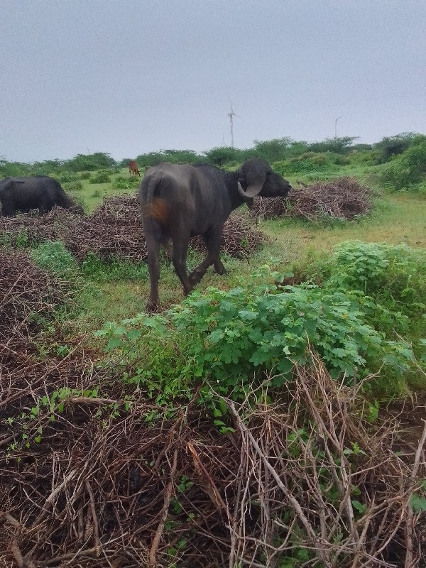 પાડો વેચવા નો હ...