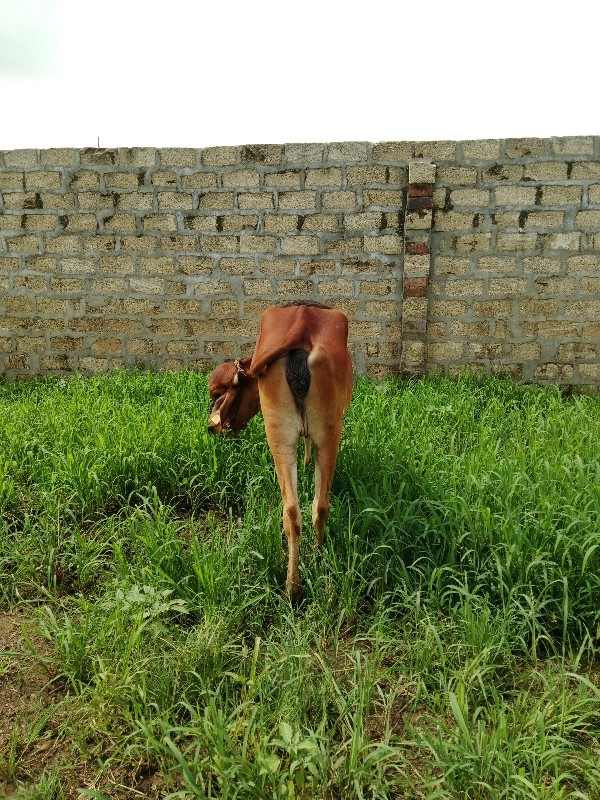 ગીર વોળકી વેચવા...