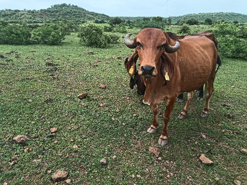 વેસવાનીછે