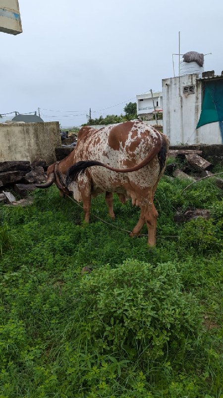 બીજું વેતર ગાભણ