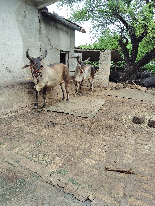 બળદ વેચવાના છે