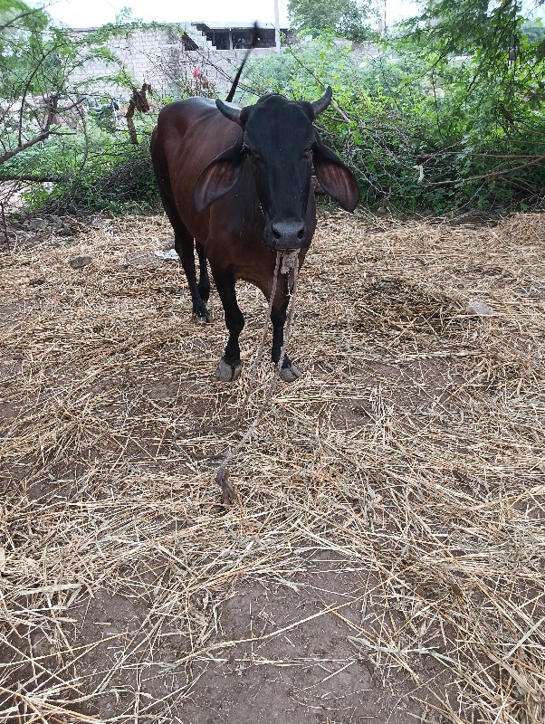 જરસી