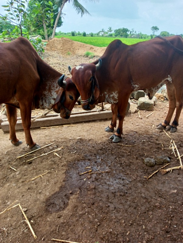 બળદ વેચવાના છે