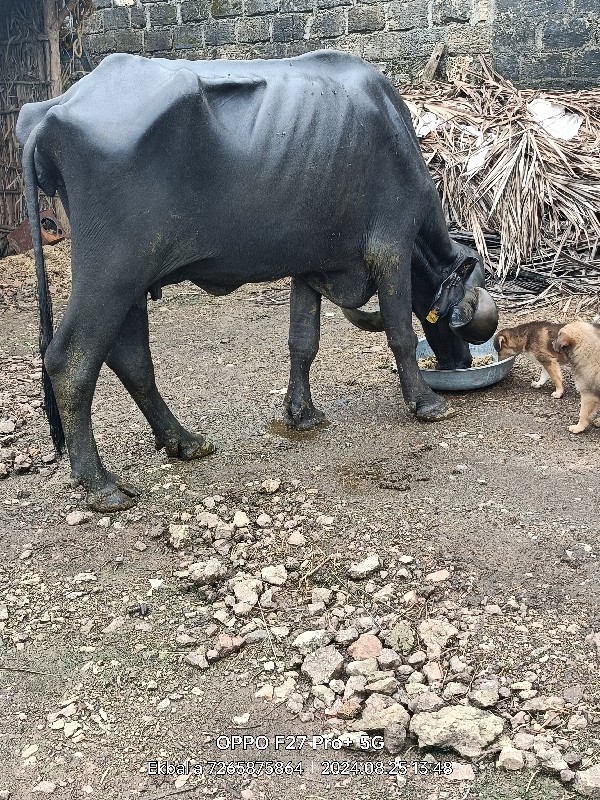 જાફરી ખડાય વેચવ...