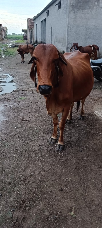 ગાય વેચવાની છે