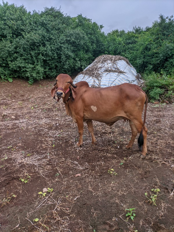 ગાય