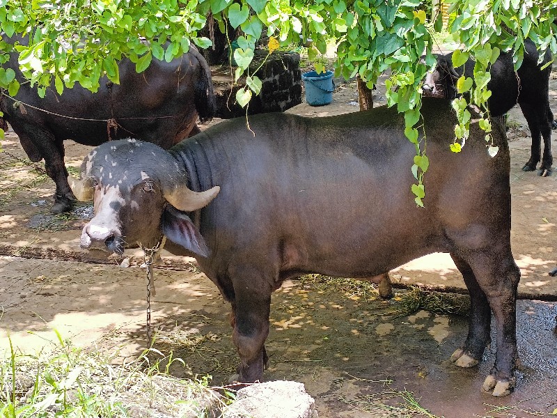 પાડો વેચવાનો છે