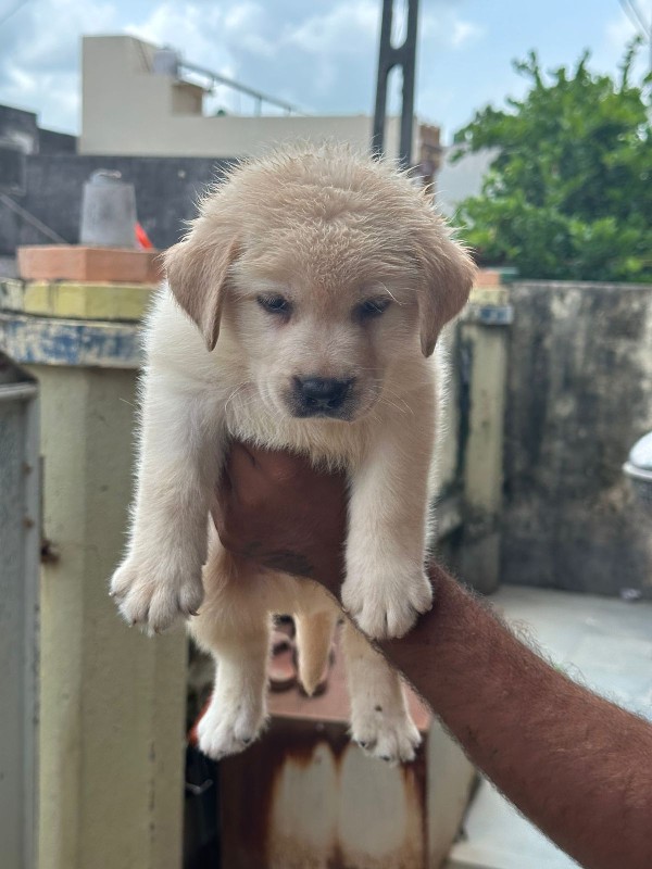 Labrador male &...