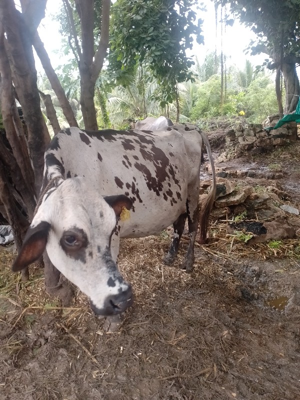 ગાય વેસવાની છે