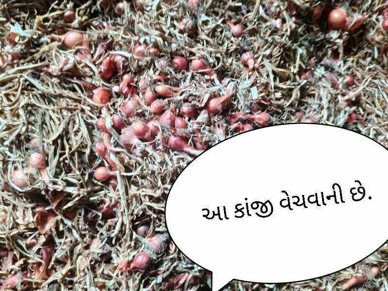 પીળી પતી કાંજી...