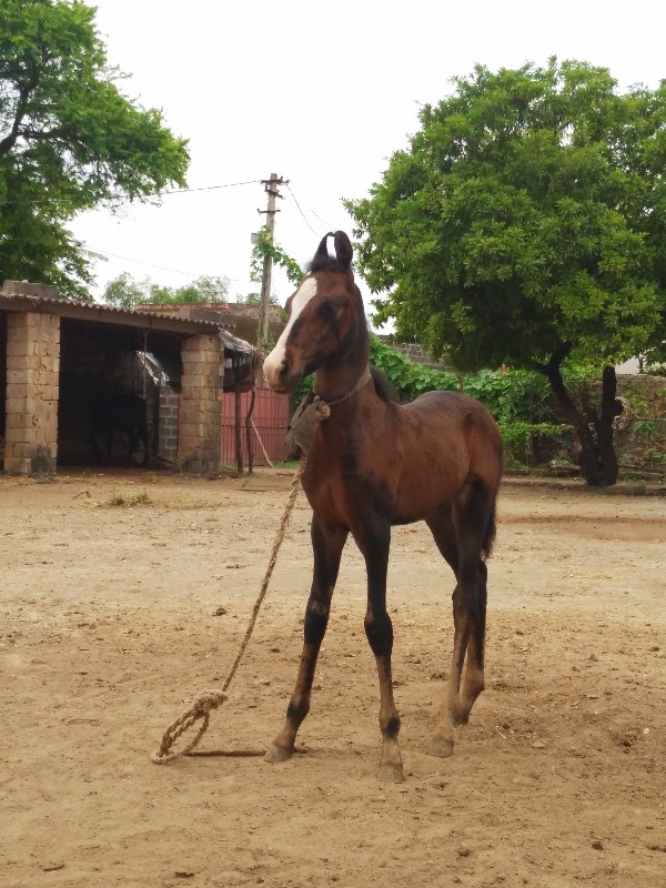 વસેરો   વેચવાનો...