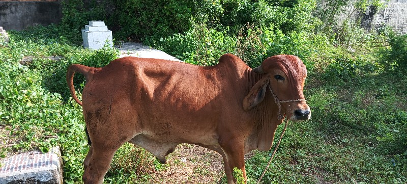 આ ઘોડલો વેચવાનો...