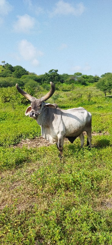 kanji rathod