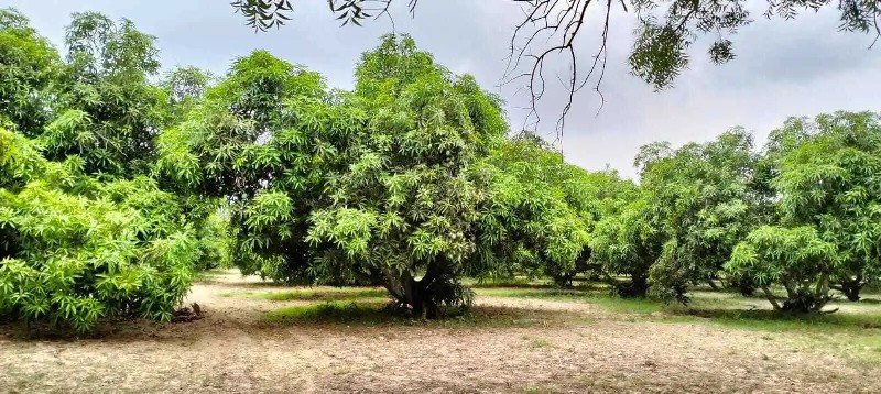 આંબા કલમ માટે ન...