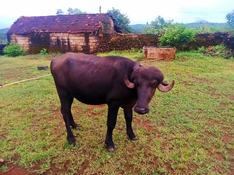 પાડો  વેચવાનો...