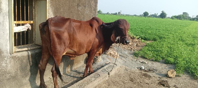 ગીર ગાય વેચવાની...