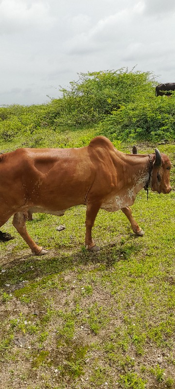 ગીર ગાય વેચવાની...